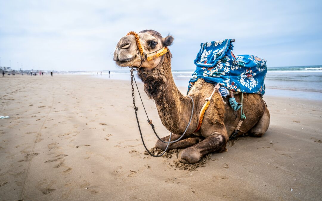 6 Days Morocco Desert Adventure: Agadir to Erg Chegaga