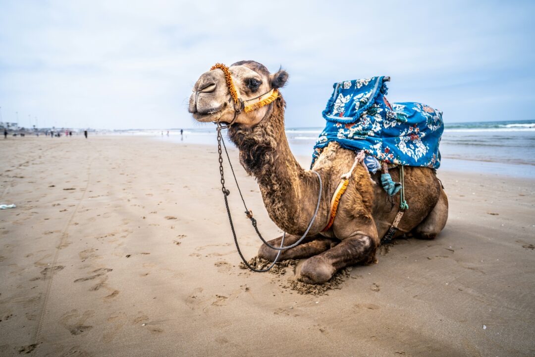 6 Days Morocco Desert Adventure: Agadir to Erg Chegaga
