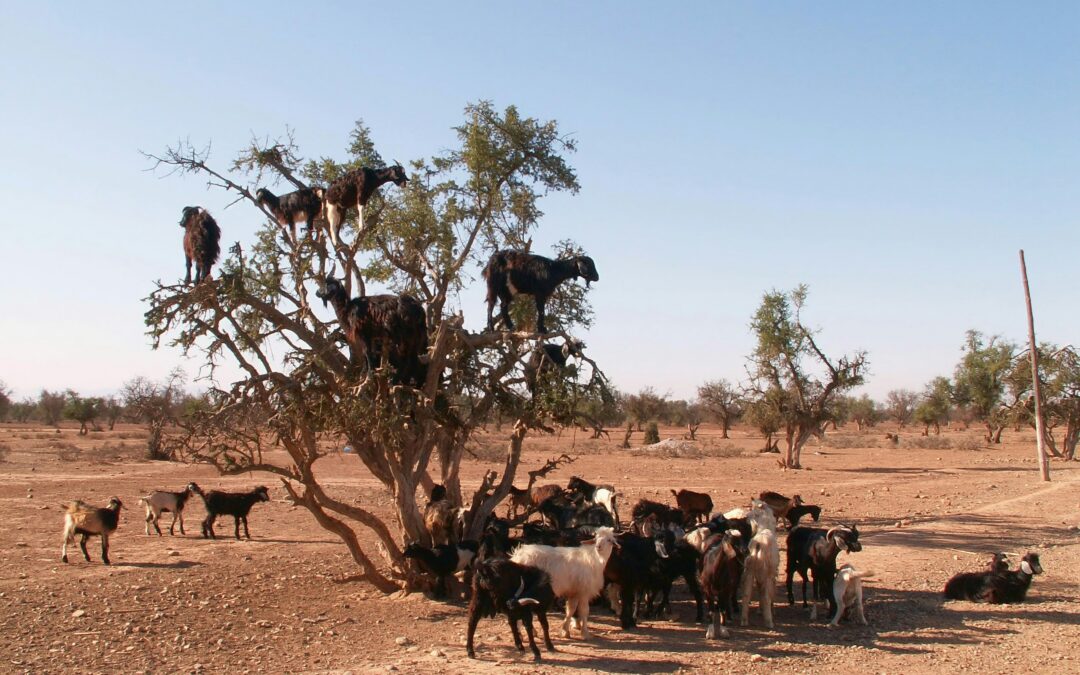 7 Days Morocco Adventure: Agadir to the Desert via Marrakech