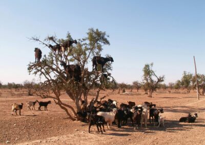 7 Days Morocco Adventure: Agadir to the Desert via Marrakech