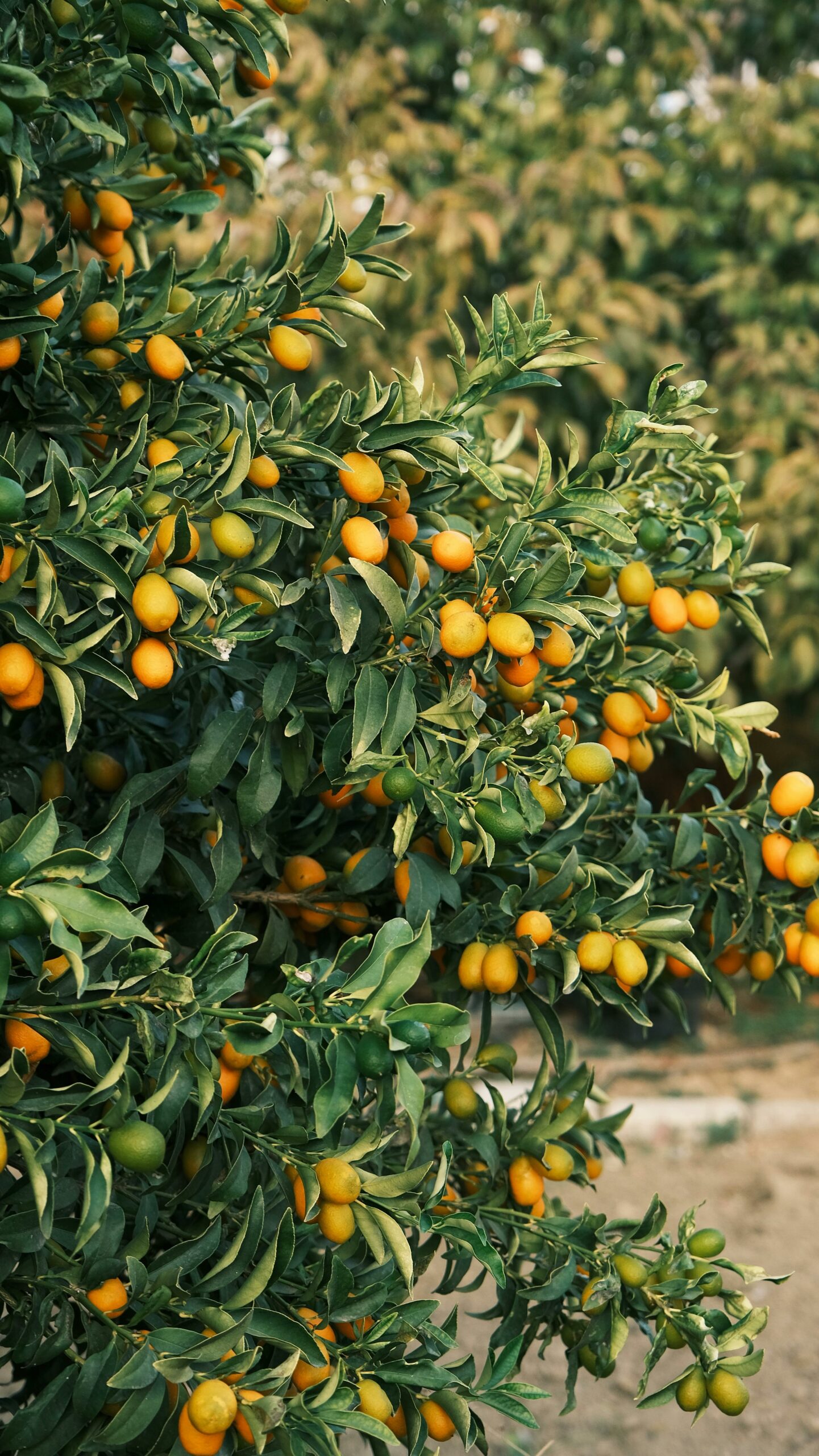 The Authentic Moroccan Argan Oil Beauty Guide: Everything You Need to Know Before You Buy