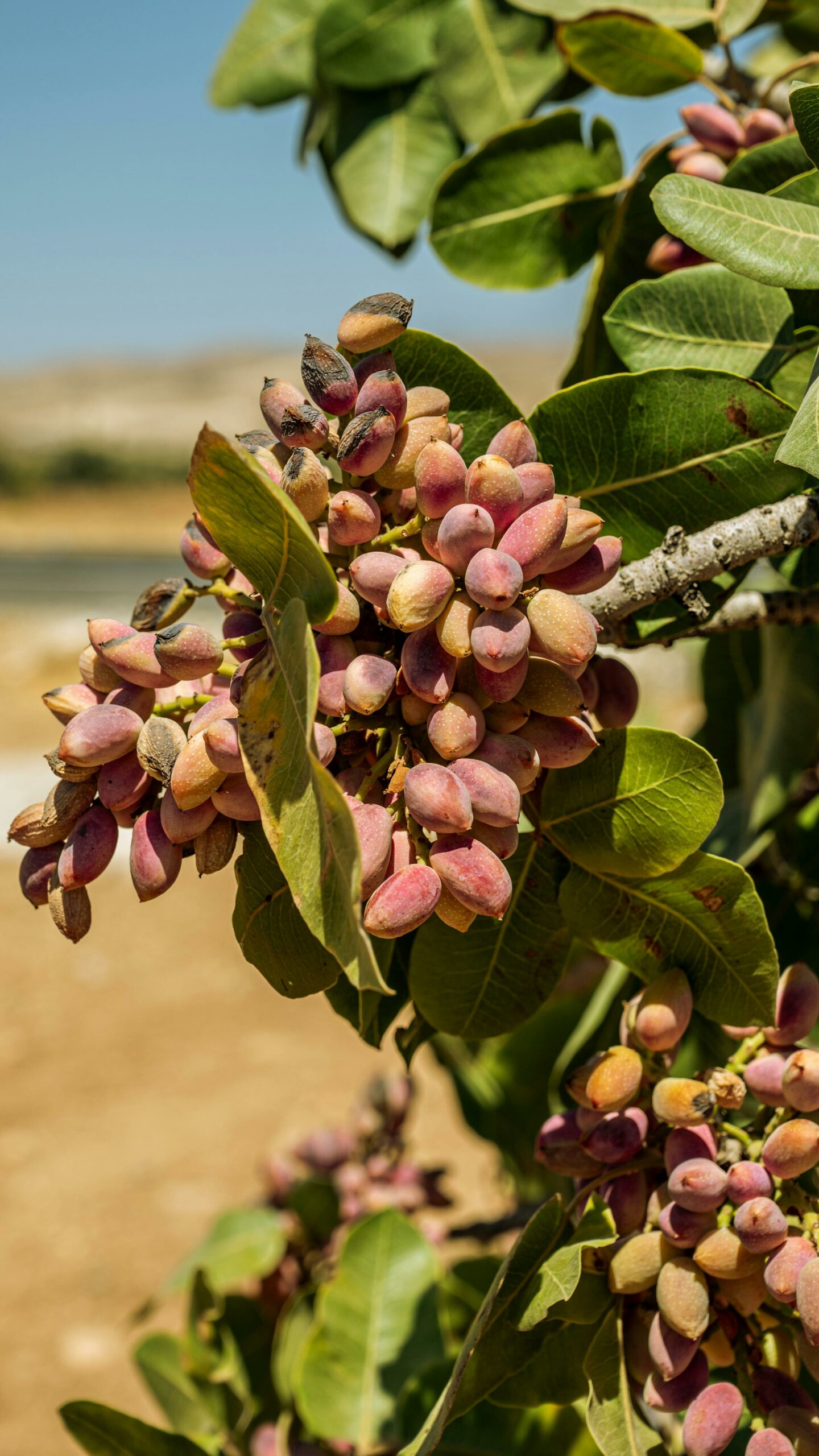 authentic Moroccan argan oil
