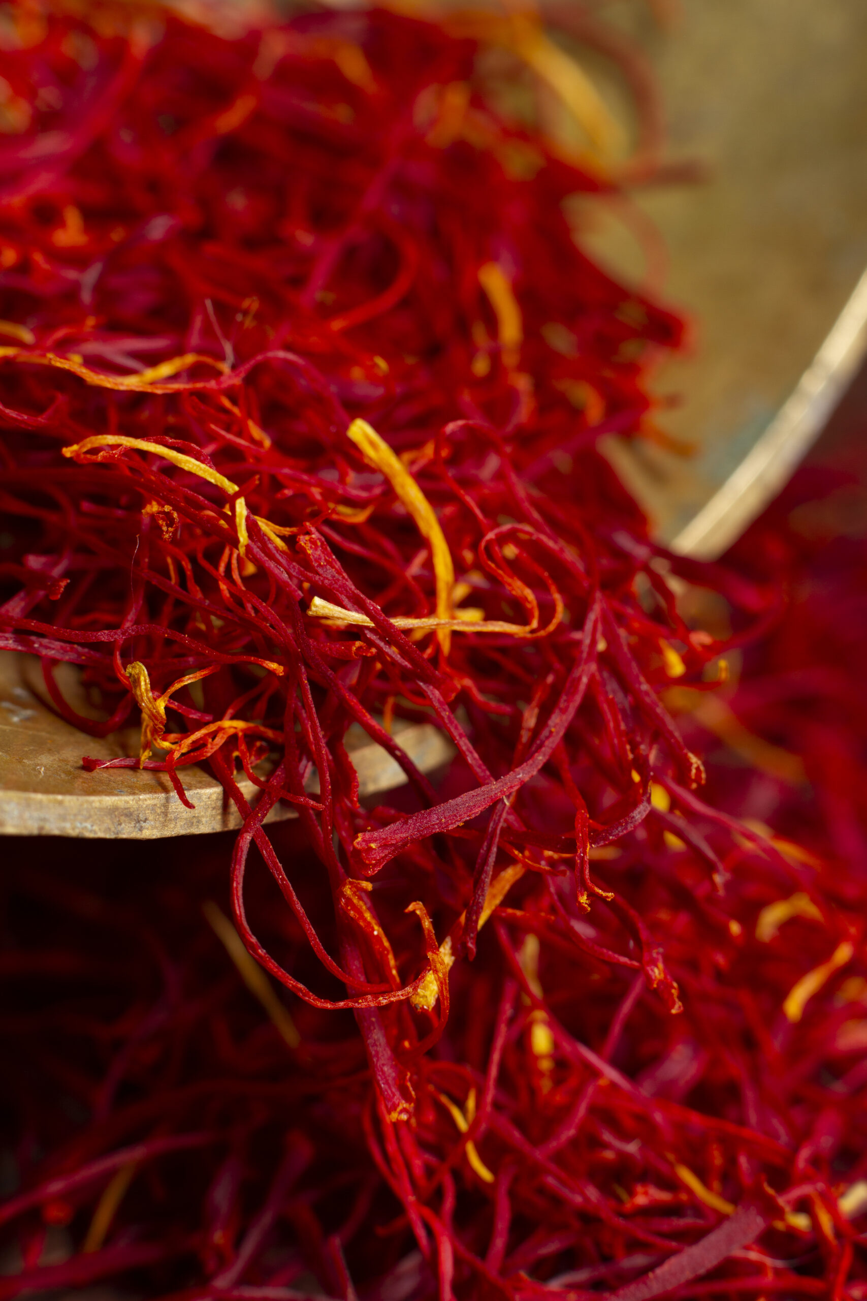 Saffron Harvest in Taliouine
