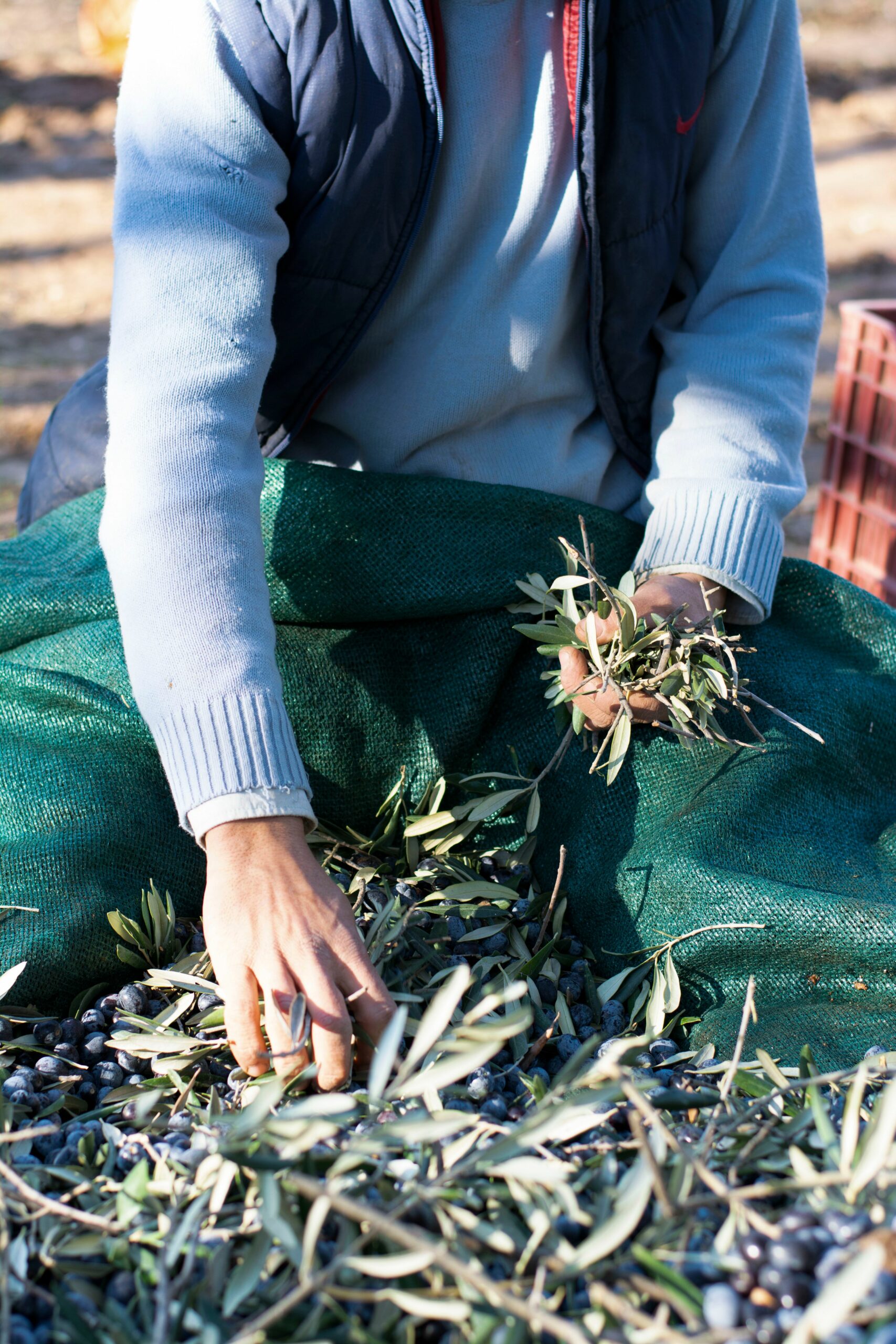 Olive Harvest Season in Morocco
