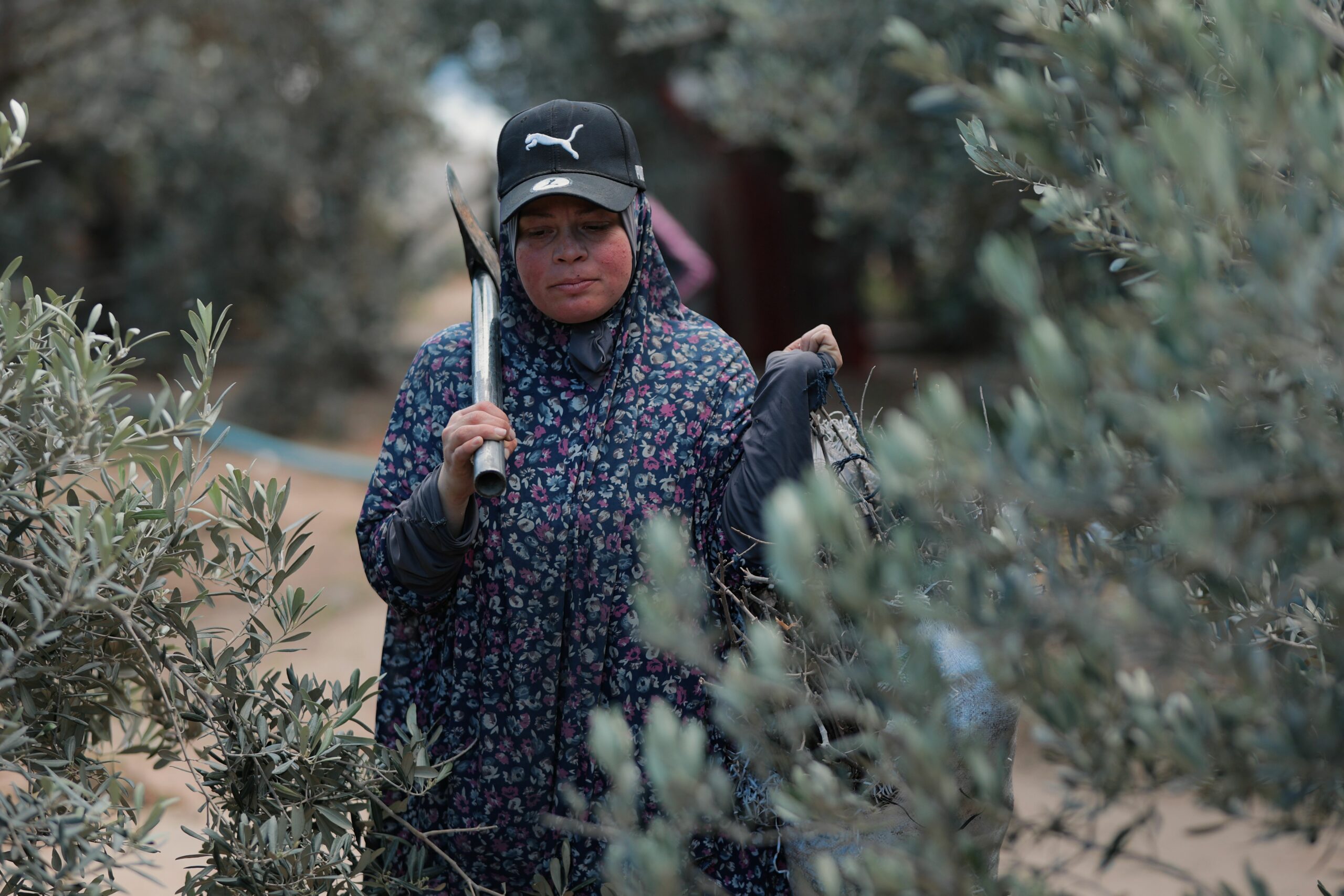 Olive Harvest Season in Morocco
