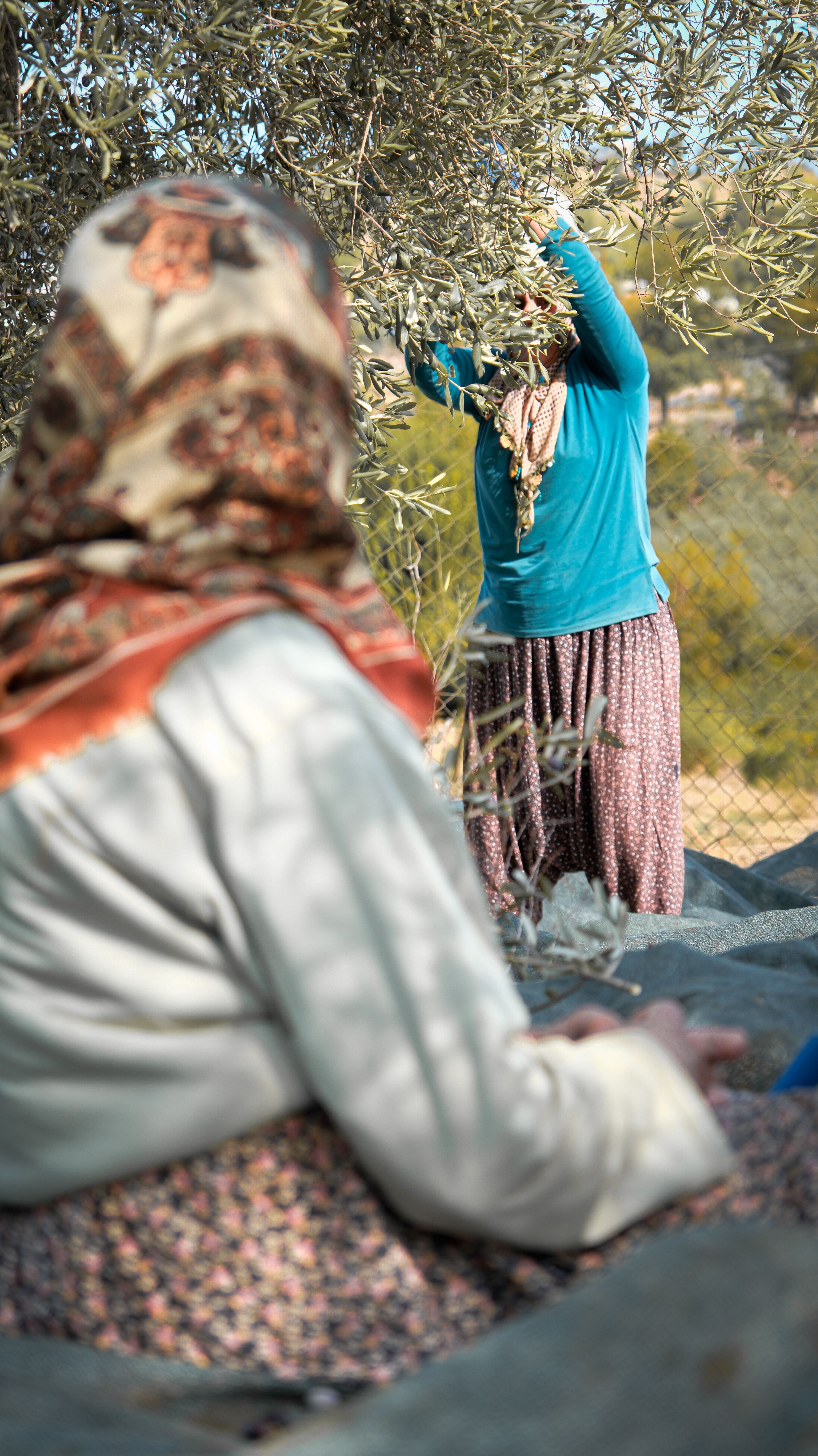 Olive Harvest Season in Morocco

