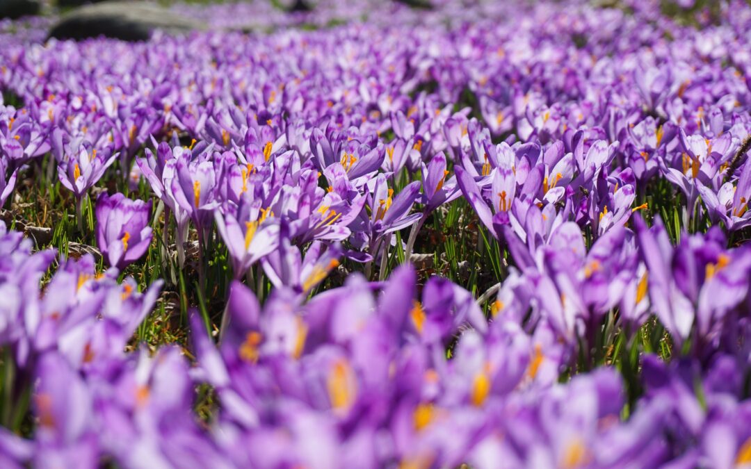 Saffron Harvest in Taliouine: Discover Morocco’s Red Gold