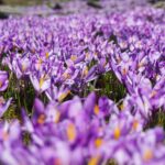 Saffron Harvest in Taliouine