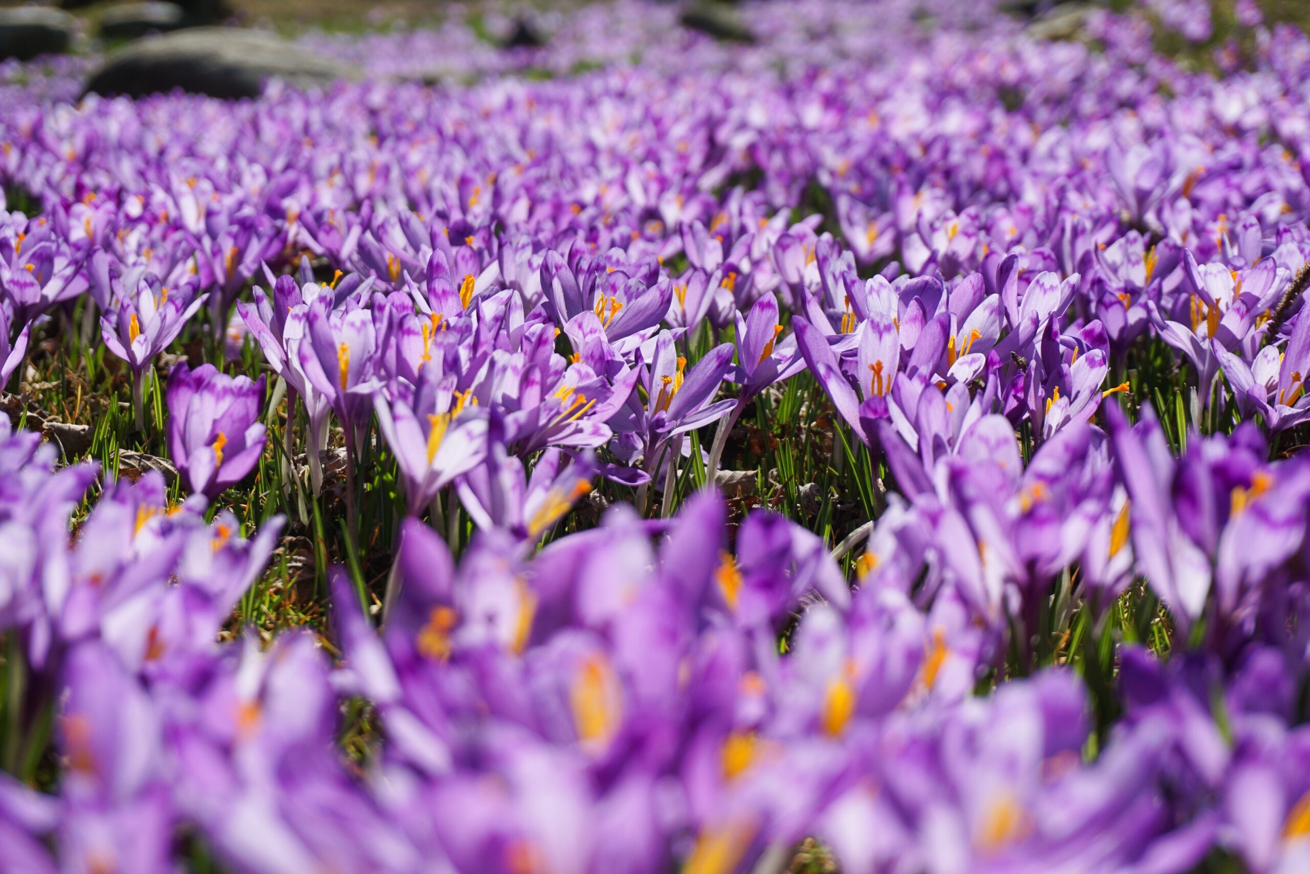 Saffron Harvest in Taliouine
