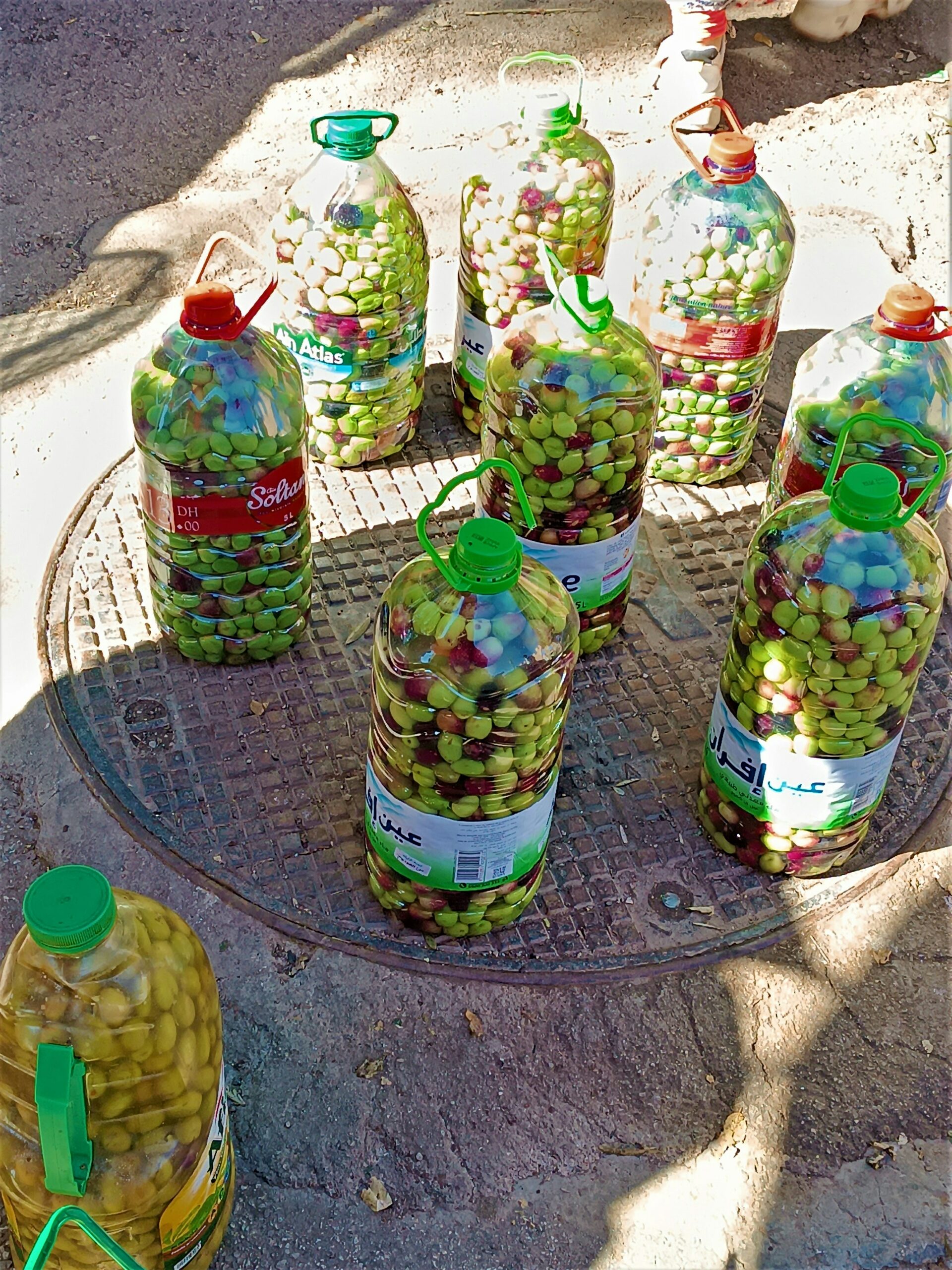 olive harvest in Morocco